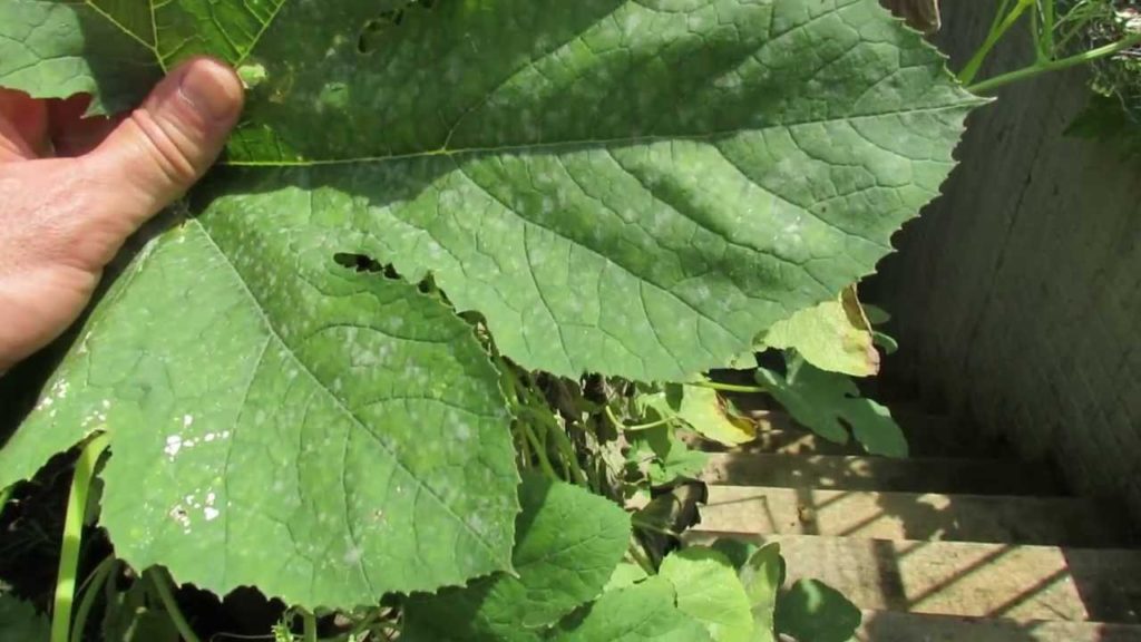 Gary Pilarchik: What is that Powdery Stuff on My Plant Leaves? Powdery Mildew My 1st Vegetable Garden – MFG 2013 What is that Powdery Stuff on My Plant Leaves? Powdery Mildew My 1st Vegetable Garden - MFG 2013