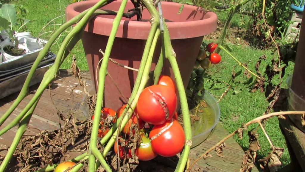 Identifying Problems - Tomato 'Sunscald', Fruit Cracking & Fungi: My 1st Vegetable Garden - MFG 2013