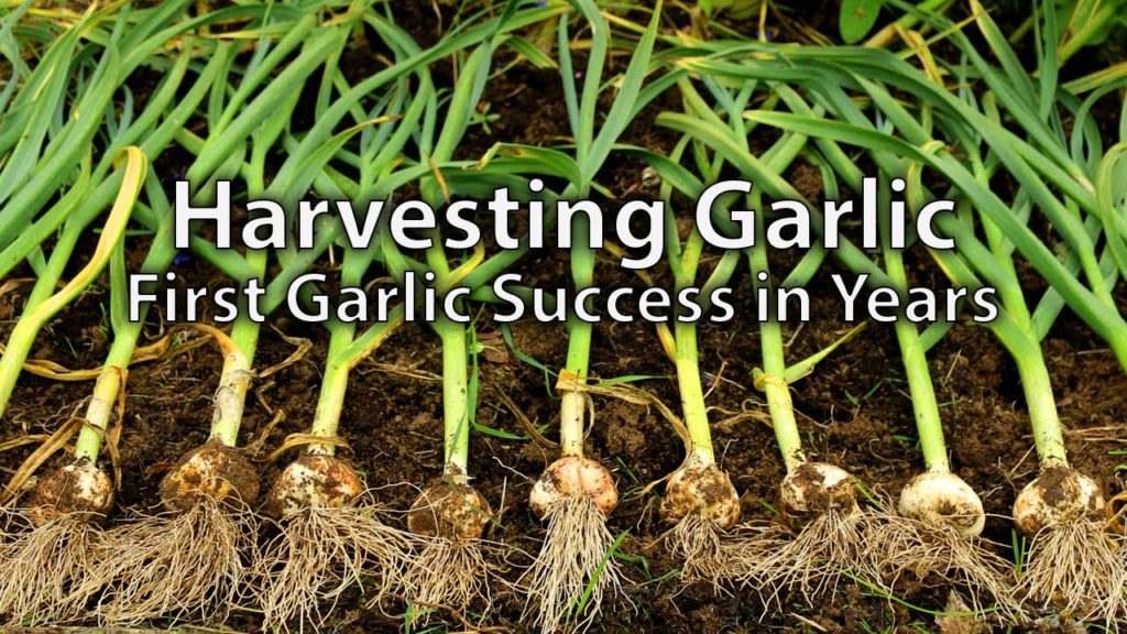 Harvesting Garlic and Succession Planting Salads