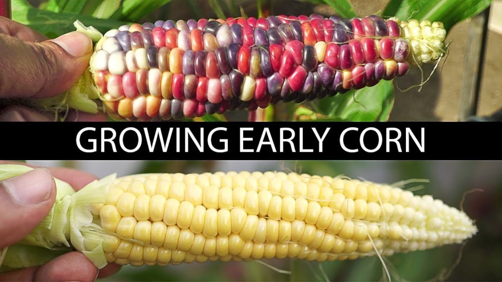 California Gardening: Early Corn – Growing Painted Hill Corn and Early Sunglow Hybrid Corn Early Corn - Growing Painted Hill Corn and Early Sunglow Hybrid Corn