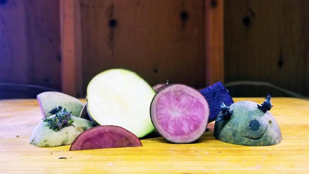 Seed Potatoes 101: How To Prepare Potatoes For Planting!