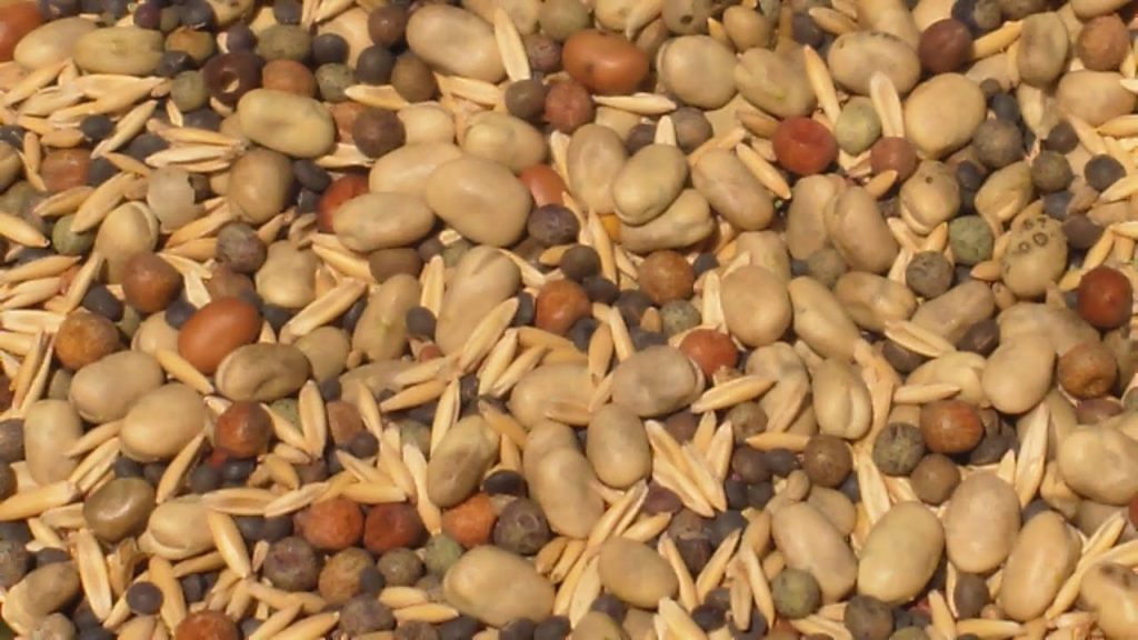 Planting Our First Fall/Winter Cover Crop (aka Green Manure)