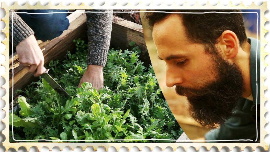 Starting Seedlings in Winter Without Wasting Energy - Growing Salad Crops