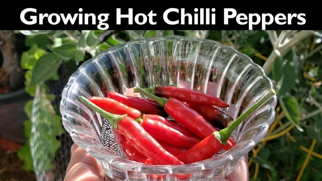 California Gardening: Hot Peppers – Growing Black Cobra Hot Peppers In Your Garden Hot Peppers - Growing Black Cobra Hot Peppers In Your Garden