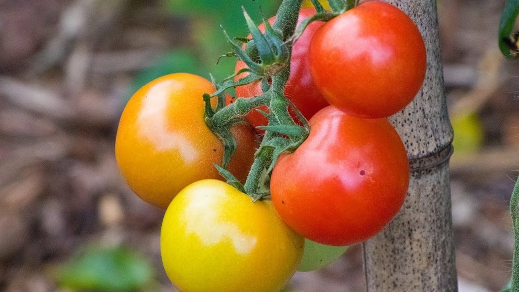 James Prigioni: TOMATOES! 🍅 Everything You Need To Know! TOMATOES! 🍅 Everything You Need To Know!