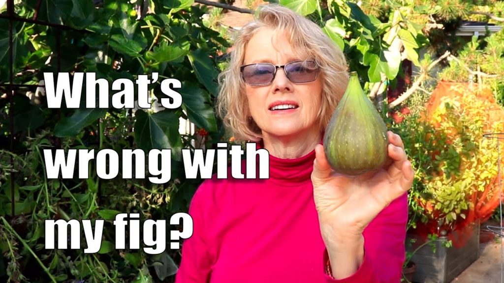 July Observations | Garden Issues TOMATOES, CRITTER DAMAGE, APPLES