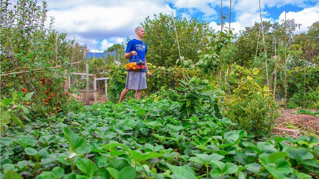 They DON'T want you to do this to your backyard, NOT your normal garden