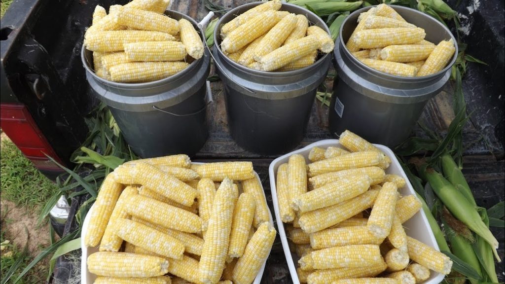 mhpgardener: Sweet Corn Harvest & Why I Don't do "How to Can" Videos Sweet Corn Harvest & Why I Don't do "How to Can" Videos