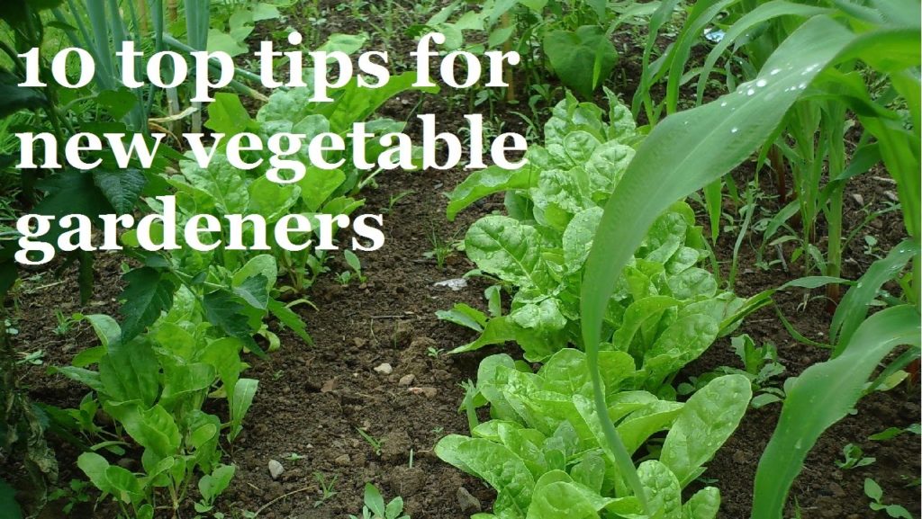 10 Top Tips for New Vegetable Gardeners - Getting off to a GREAT start