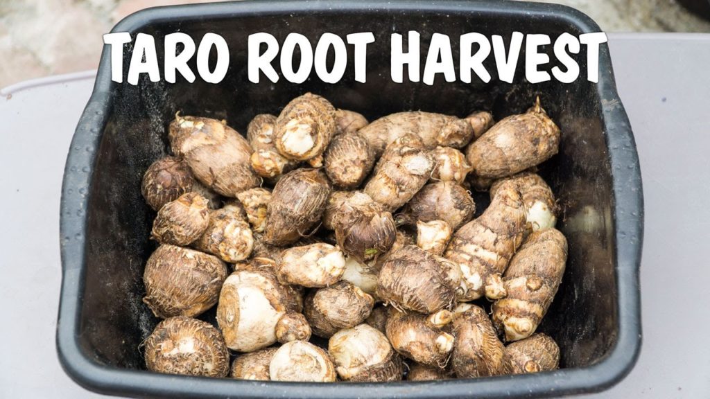 Growing Taro Root : Harvest From Containers & Raised Beds