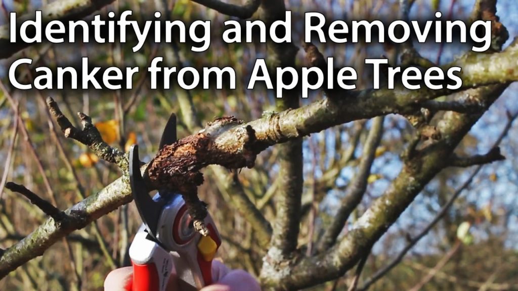 How to Identify and Remove Canker from Apple Trees