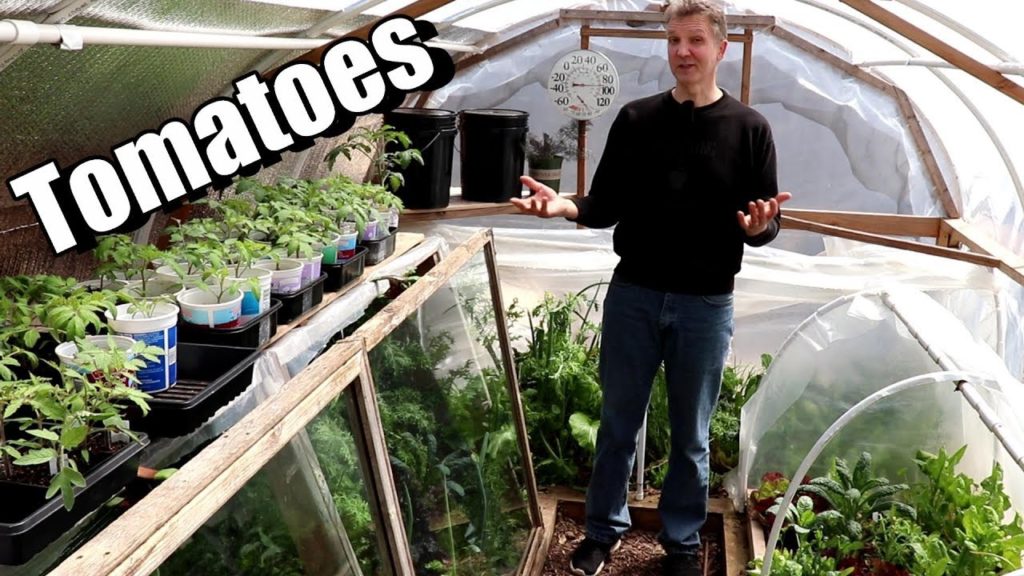 One Yard Revolution: Hardening Off Tomatoes Earlier & Easier Than Ever Before Hardening Off Tomatoes Earlier & Easier Than Ever Before