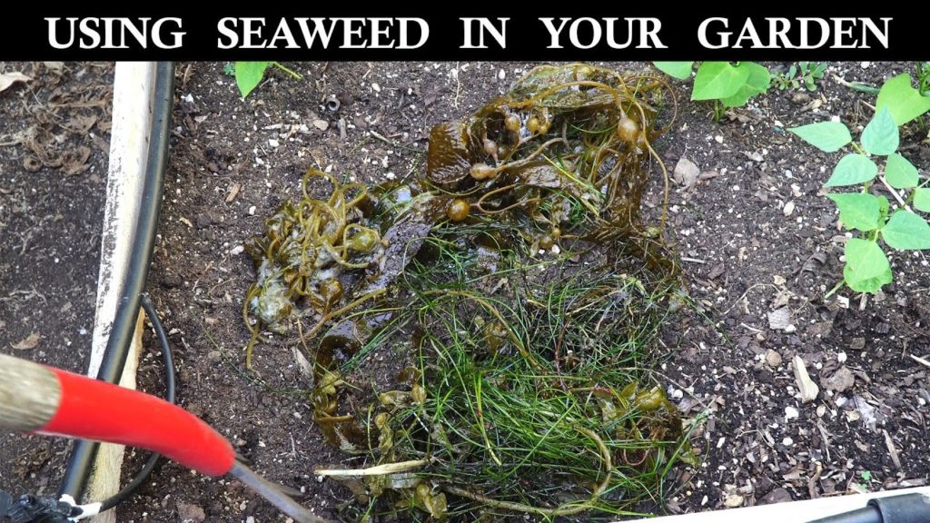 How to use seaweed in your garden