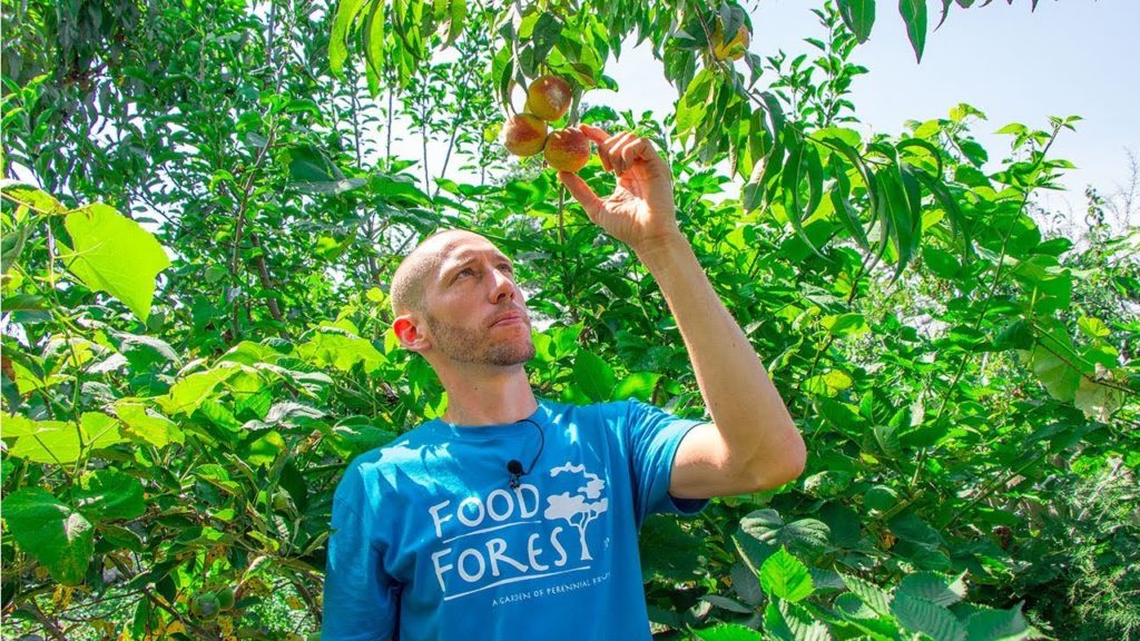 Lawn to FOOD FOREST 8 Years Later, Natural Farming Permaculture Gardening