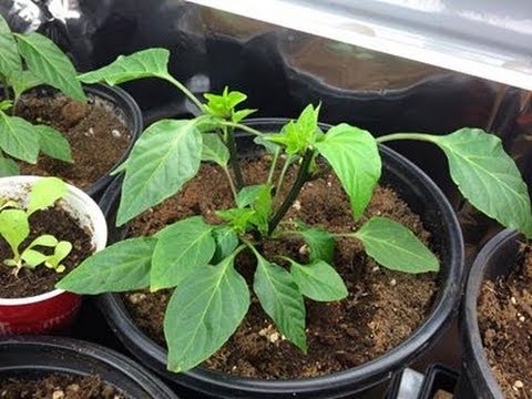 Alberta Urban Garden: Pruning Hot Pepper Plants for HUGE YIELDS in the Alberta Urban Garden Pruning Hot Pepper Plants for HUGE YIELDS in the Alberta Urban Garden
