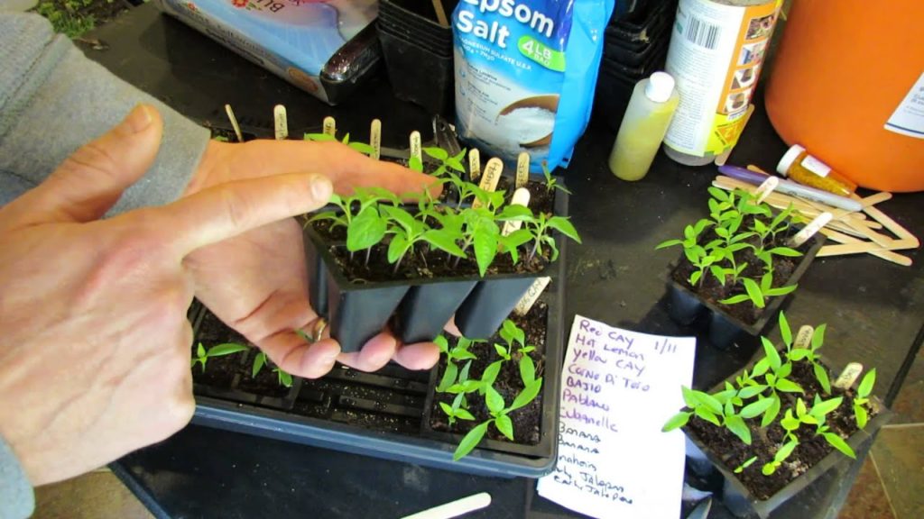 Managing 3-4 Week Old Pepper Seedlings/Seed Starts: Germination, Thinning & Feeding - TRG 2015