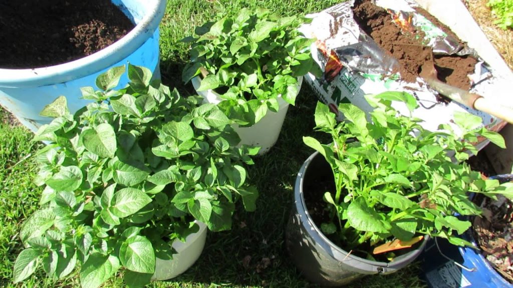 Backing Filling Container Potatoes to Increase Potato Yield - MFG 2014