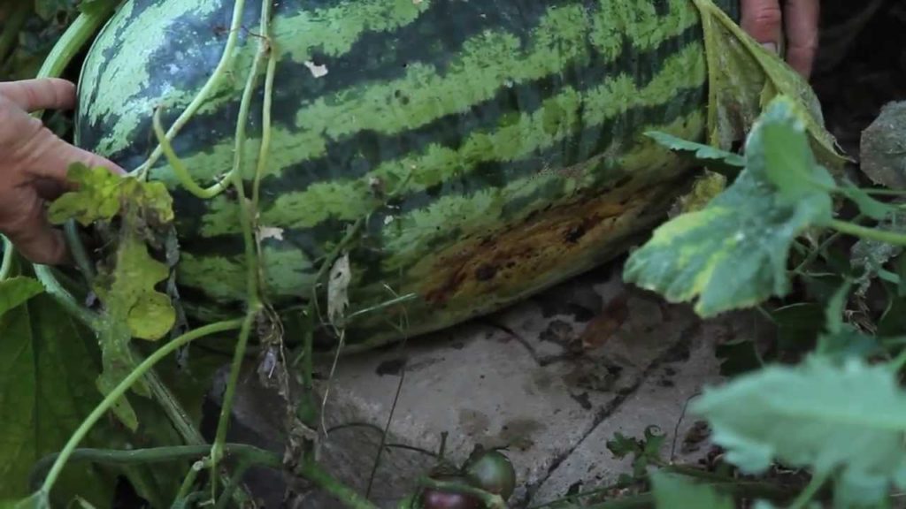 CaliKim: How to Grow Watermelon E06 Viewer Suggestions to check if the Watermelon is Ready How to Grow Watermelon E06 Viewer Suggestions to check if the Watermelon is Ready