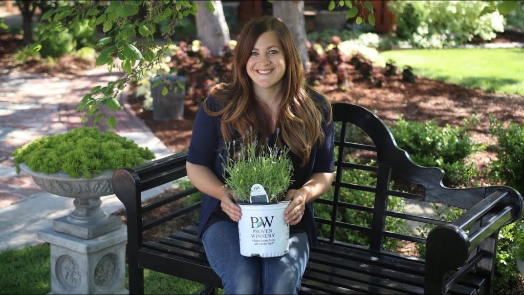 Garden Answer: Planting Sweet Romance Lavender 🌿💜// Garden Answer Planting Sweet Romance Lavender 🌿💜// Garden Answer