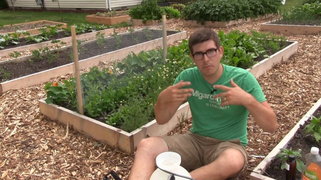 Controlling Aphids Naturally Using Neem Oil