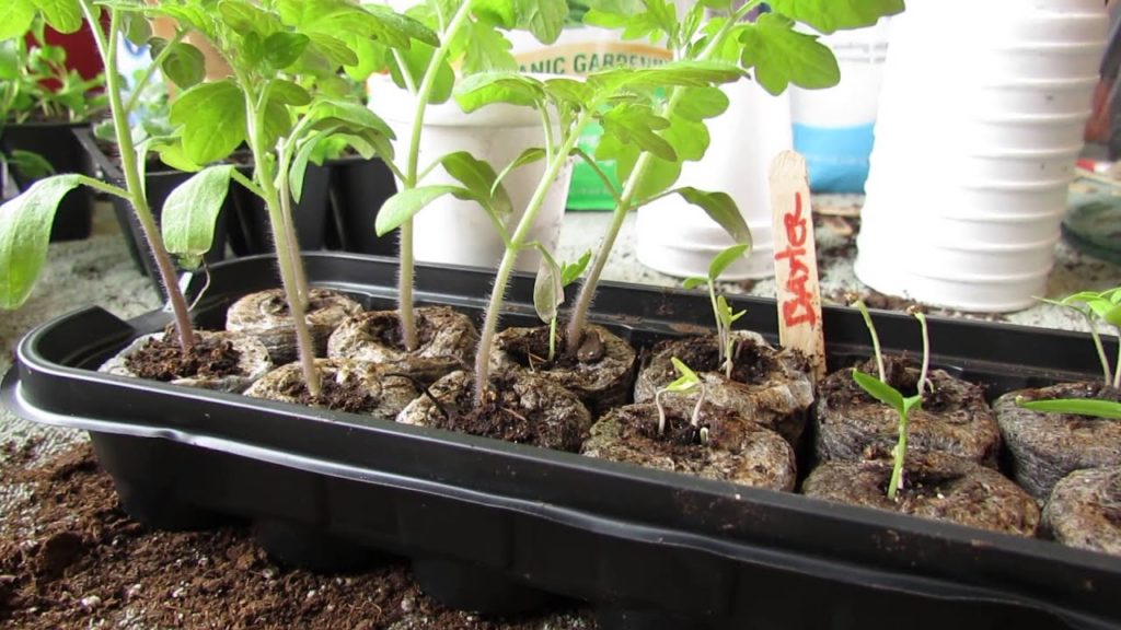 Gary Pilarchik: Garden Pests! Identifying and Treating Aphids on Seedlings: Soapy Spray! – MFG 2014 Garden Pests! Identifying and Treating Aphids on Seedlings: Soapy Spray! - MFG 2014