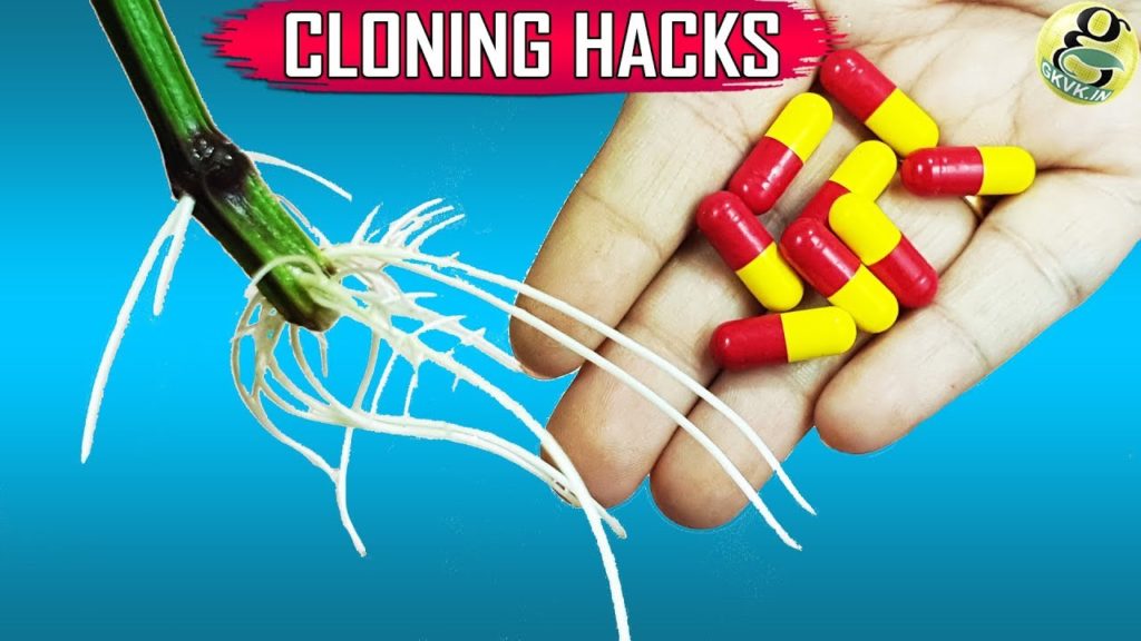 SECRET TIPS TO CLONING PLANTS IN WATER: 10 EASY GARDENING IDEAS AND HACKS