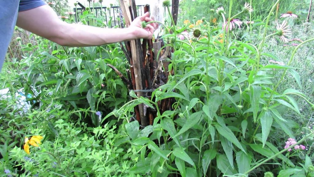 Gary Pilarchik: Releasing Ladybugs into a Garden: Building a Stick Habitat, Wetting Plants & Where to Get Them! Releasing Ladybugs into a Garden: Building a Stick Habitat, Wetting Plants & Where to Get Them!