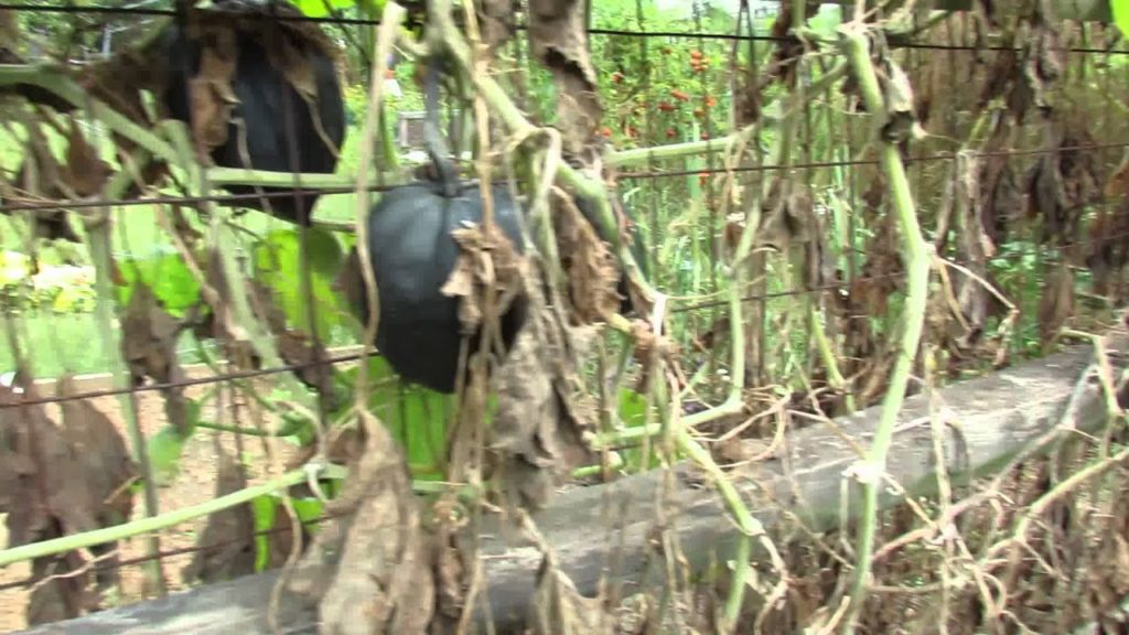 MFG 2013: Harvesting Winter Acorn Squash - What They Look Like Full Size