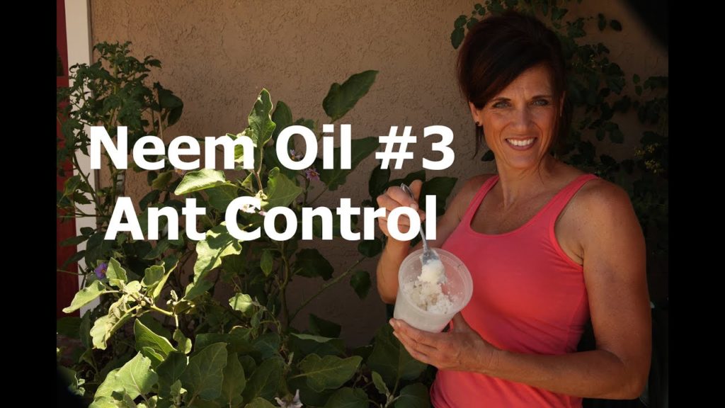 CaliKim: Can This Eggplant be Saved? #3: Neem Oil and DIY Ant Bait Can This Eggplant be Saved? #3: Neem Oil and DIY Ant Bait