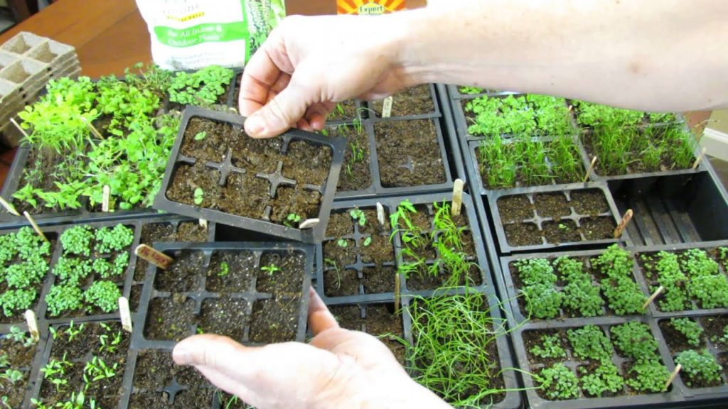 TRG 2016: When to Water Your Vegetable Seeds & Bottom Watering: Look For Dried Light Starting Mix