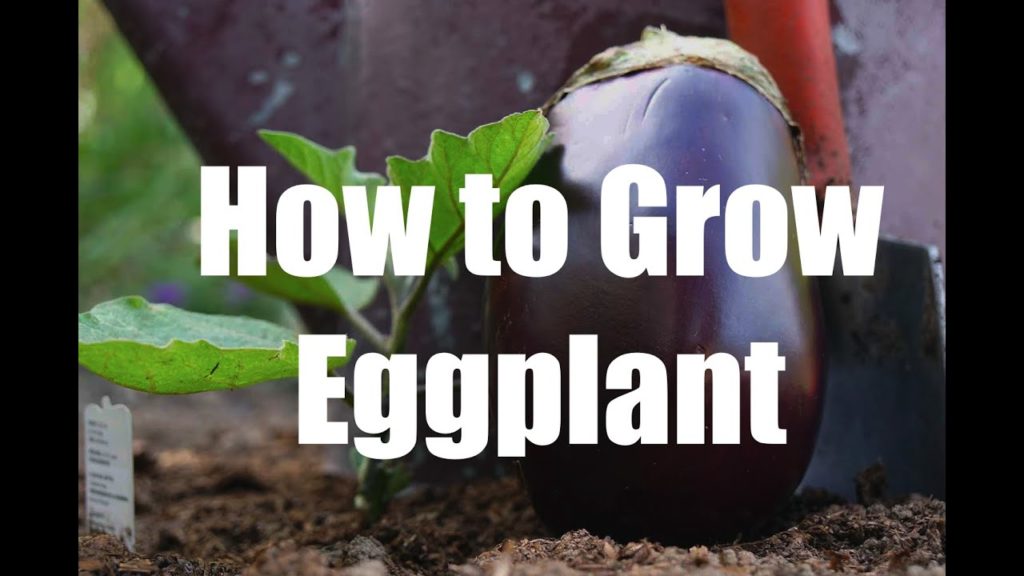 How to Grow Flavorful Eggplant