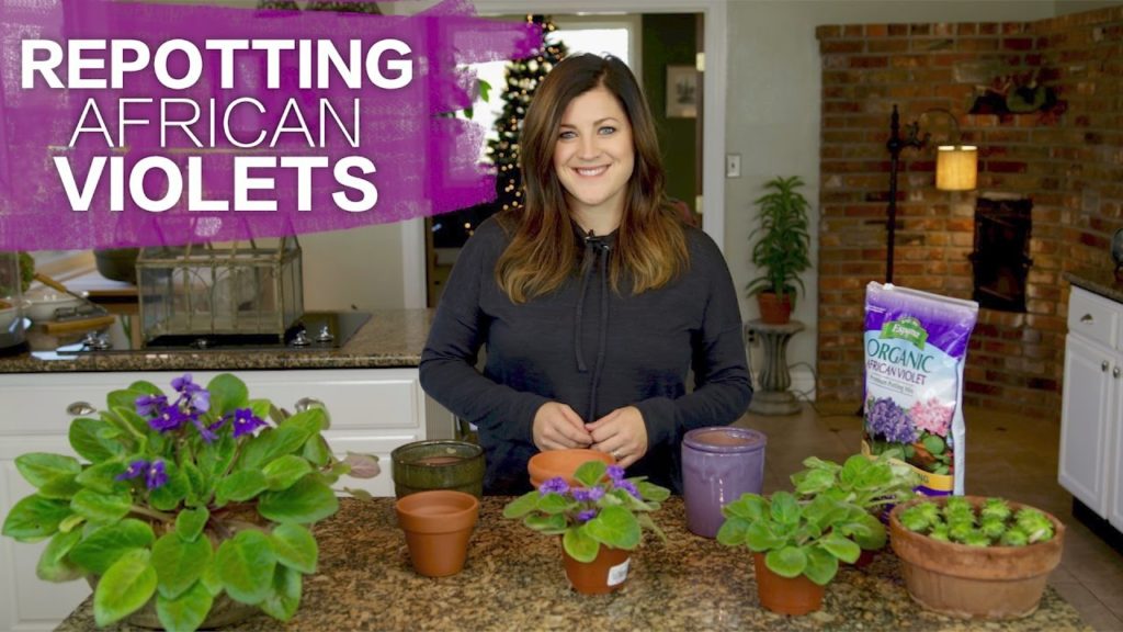 Garden Answer: Repotting African Violets // Garden Answer Repotting African Violets // Garden Answer