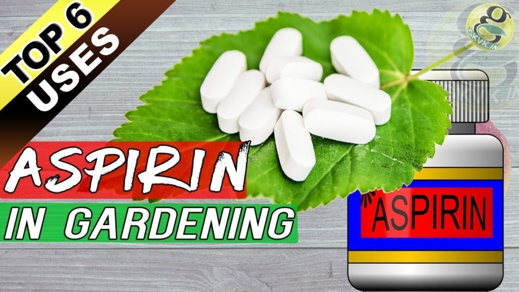 ASPIRIN HACKS ON PLANTS and GARDENING: Top 6 Benefits of Aspirin as Rooting Hormone + Others ASPIRIN HACKS ON PLANTS and GARDENING: Top 6 Benefits of Aspirin as Rooting Hormone + Others