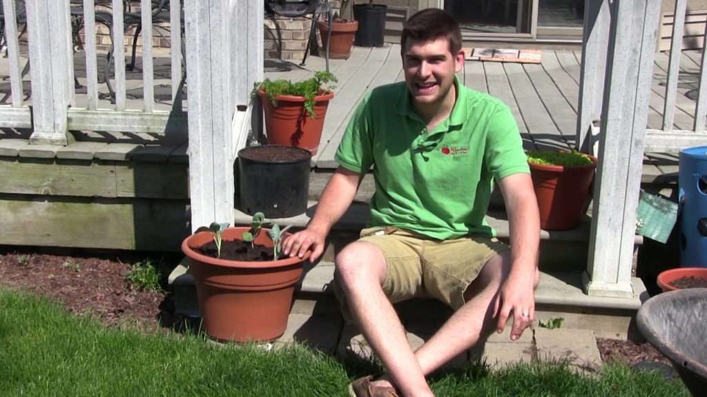 MIgardener: How to Grow Broccoli In Containers – Complete Growing Guide How to Grow Broccoli In Containers - Complete Growing Guide