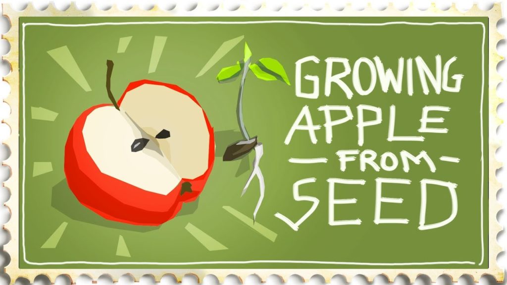 Growing an Apple Tree from Seed - Be Careful