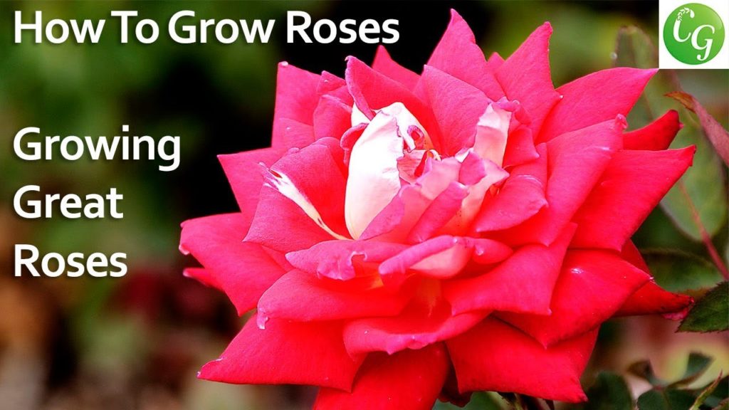 How to grow roses - Growing great looking roses in your garden