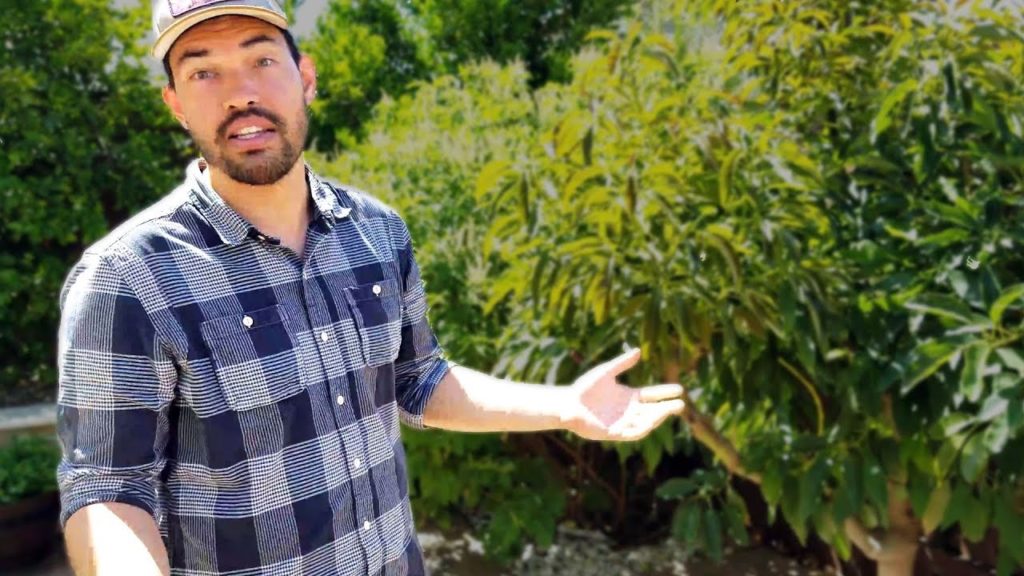 Epic Gardening: Garden Tour: Unveiling The "California Garden" Once And For All! Garden Tour: Unveiling The "California Garden" Once And For All!
