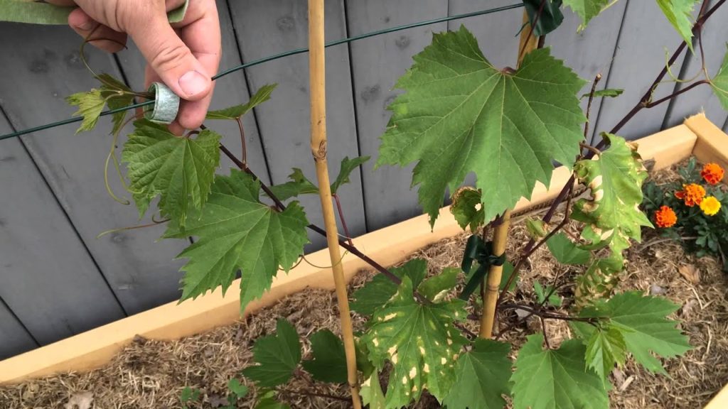 Train and Care for Grapes Cold Hardy Frontenac and Concord Easy and Organic Alberta Urban Garden