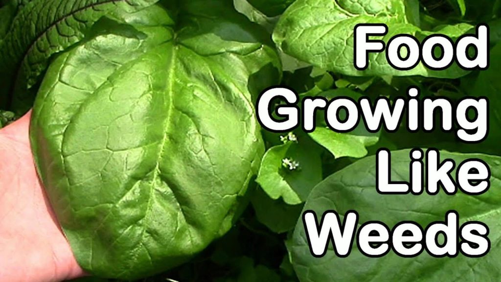 Food Growing Like Weeds