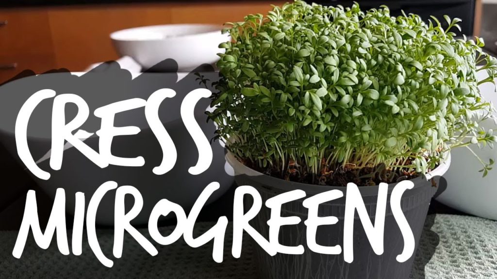 Epic Gardening: How to Grow Cress Microgreens Fast and Easy How to Grow Cress Microgreens Fast and Easy