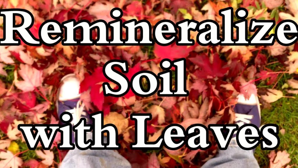 Why I Prefer Leaves over Rock Dust to Remineralize Soil