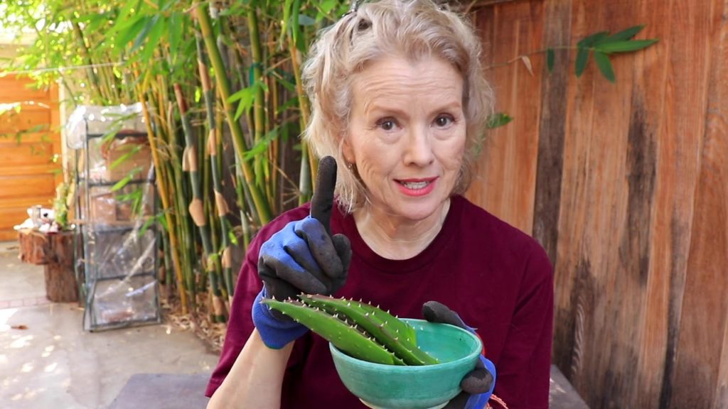 How to PREPARE ALOE VERA for use | Garden Vlog