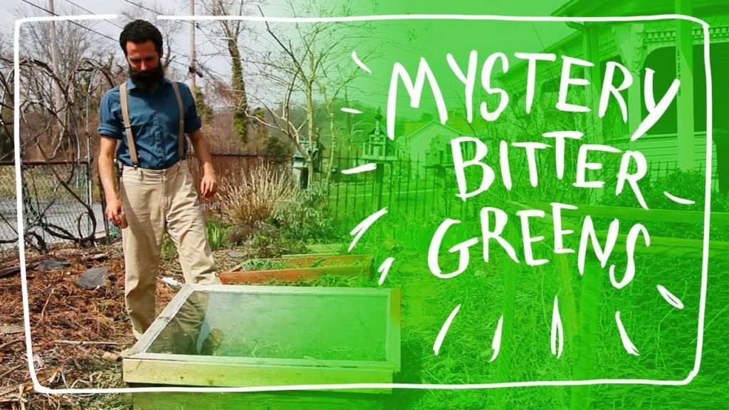 Siloé Oliveira: Growing Mystery Bitter Greens Growing Mystery Bitter Greens