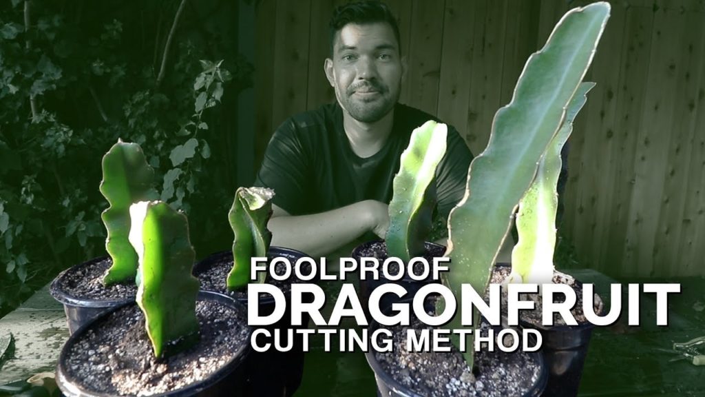 How to Take Dragonfruit Cuttings ✂️🐉