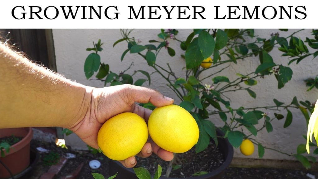 Growing Meyer Lemon In Containers - Best Lemons For Lemonade
