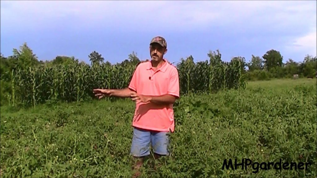 mhpgardener: Field Corn, Sprawling Tomatoes, and White Feet Field Corn, Sprawling Tomatoes, and White Feet