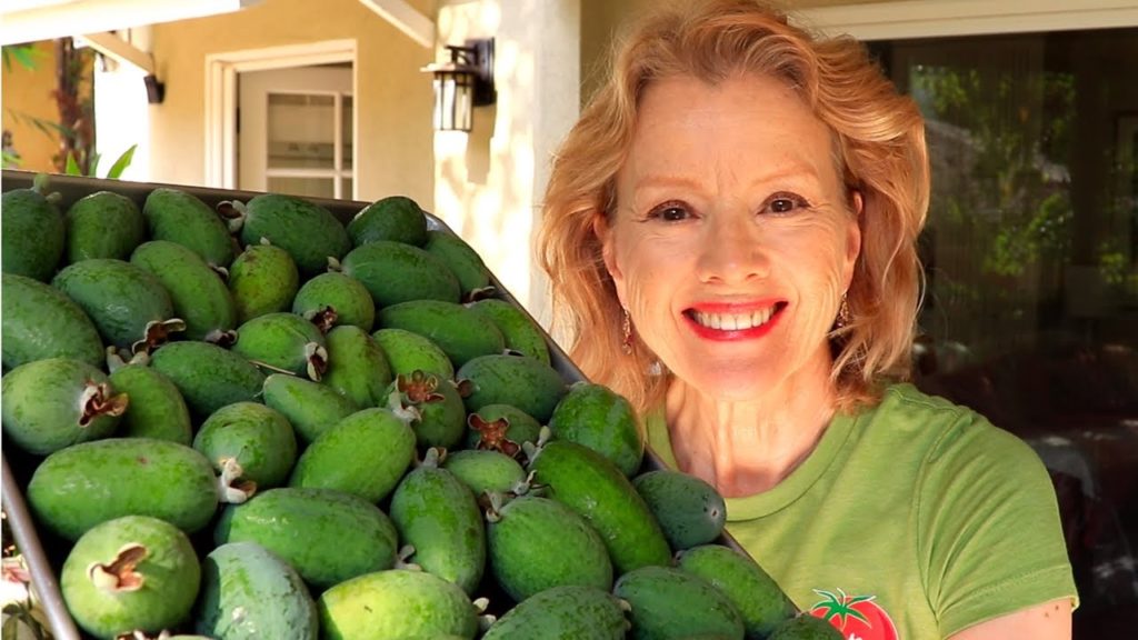 Kaye Kittrell: A FEAST for the SENSES | HUGE Pineapple Guava {Feijoa} Harvest, September Garden Tour A FEAST for the SENSES | HUGE Pineapple Guava {Feijoa} Harvest, September Garden Tour