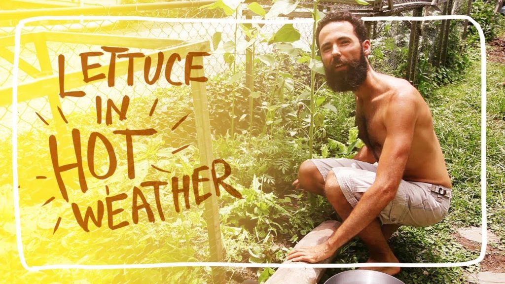 Siloé Oliveira: Growing Lettuce Through Summer Heat Growing Lettuce Through Summer Heat