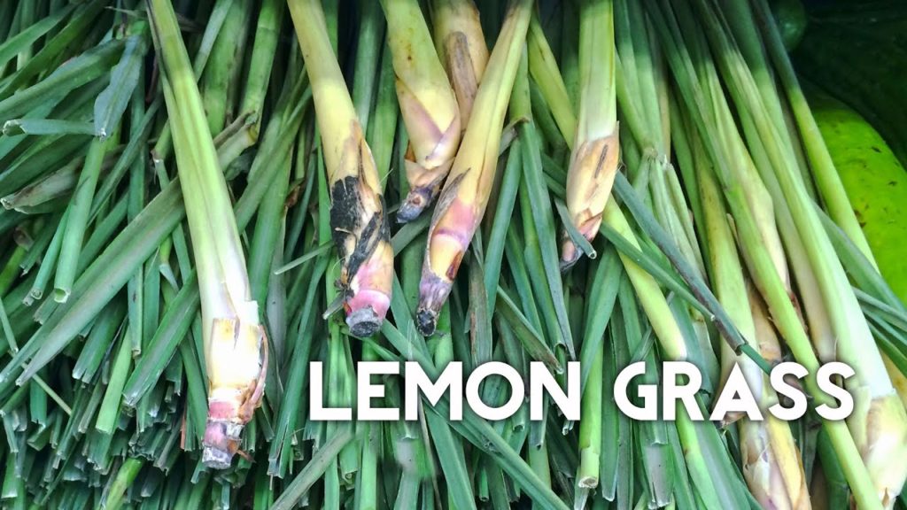 California Gardening: Lemongrass: Grow Harvest & Preserve EZ method from grocery store lemon grass Lemongrass: Grow Harvest & Preserve EZ method from grocery store lemon grass
