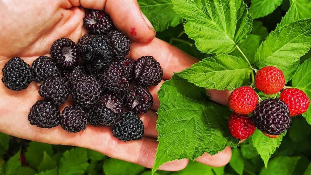 James Prigioni: BLACK RASPBERRIES, Everything You Need To Know! BLACK RASPBERRIES, Everything You Need To Know!